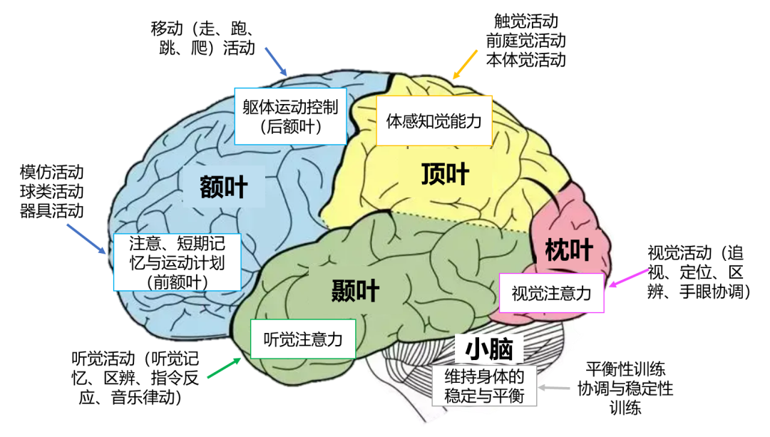 机构福利 | ALSO·IN体脑激活课程免费赠送1个月 - ALSOLIFE